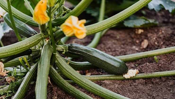 Eliminare il getto secondario della zucchina