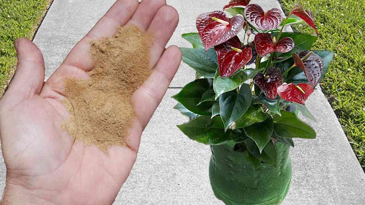 Potente fertilizante para floración
