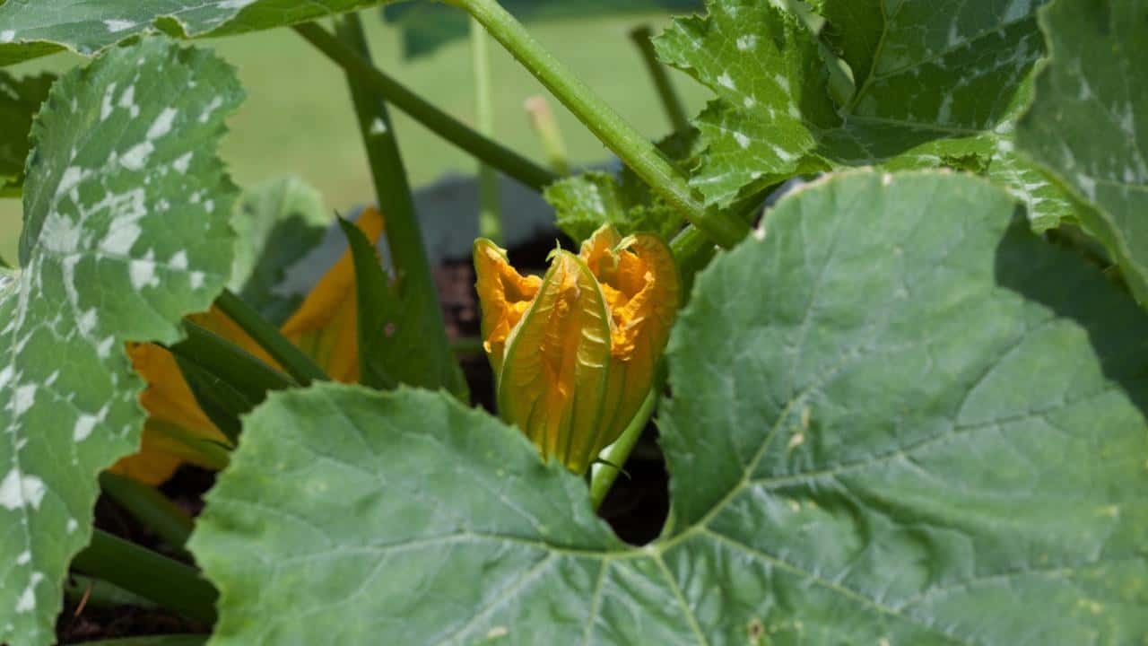 Fiori zucchine