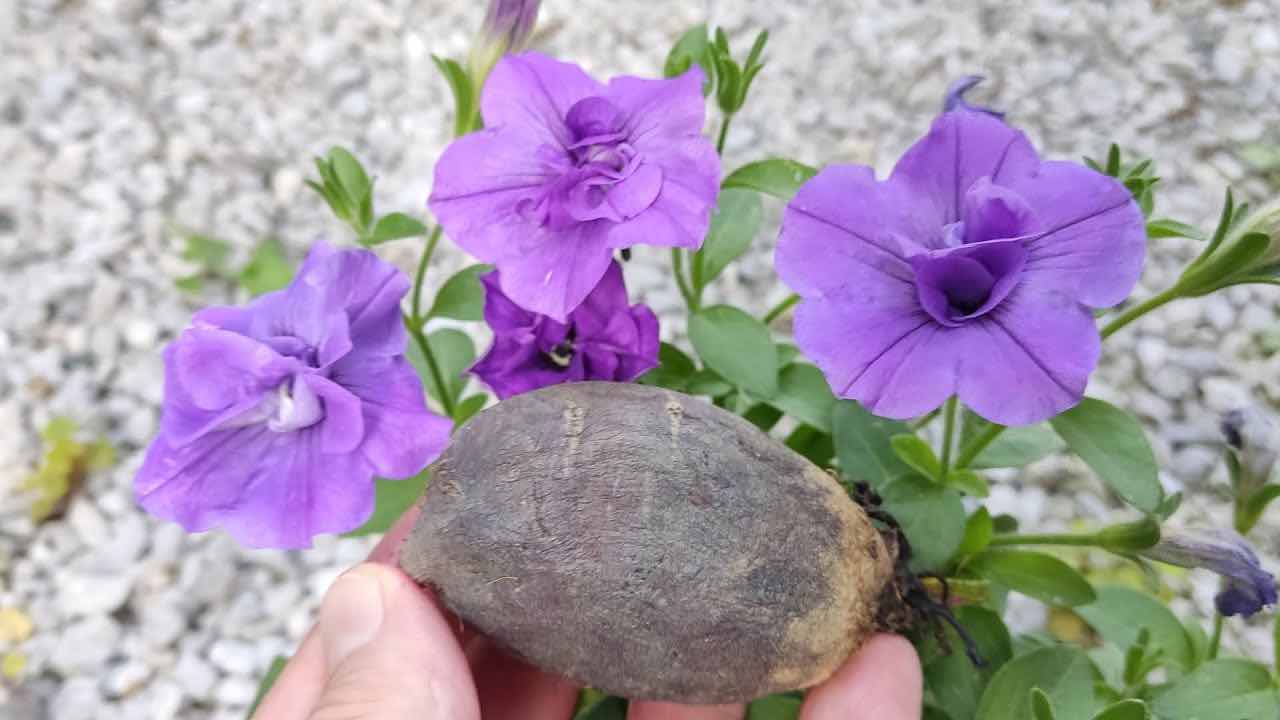 Fioriture rigogliose per anni