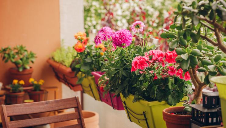 Fioriture rigogliose per anni