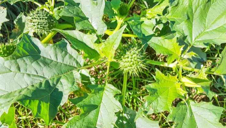 La velenosa pianta del Datura Stramonium