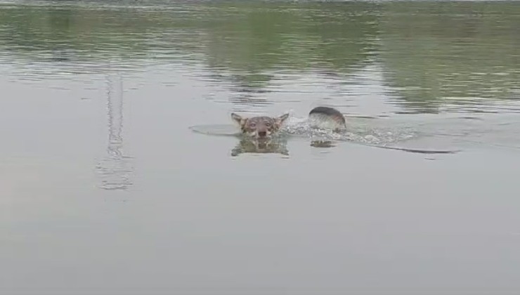 Lupo in acqua spaventa i passanti