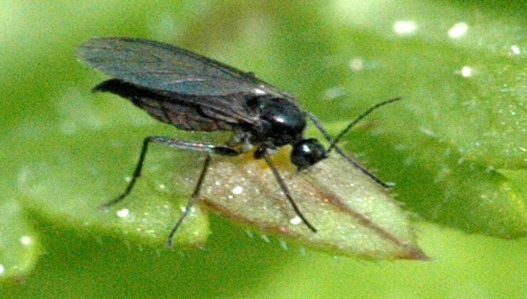 Midge on the plant