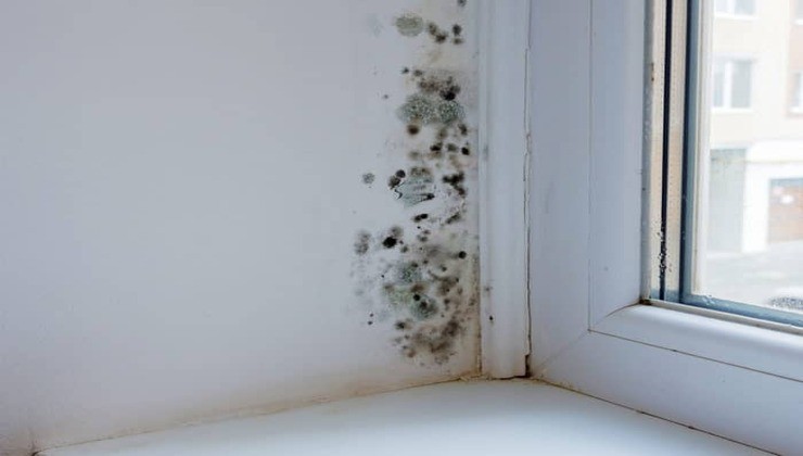 Mold on the wall