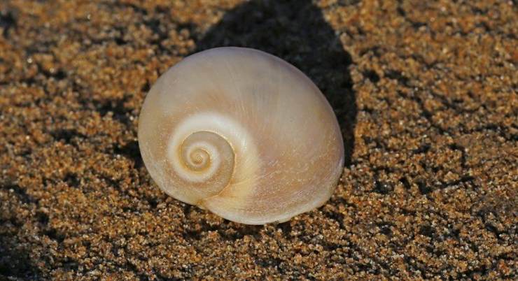 Neverita josephinia in spiaggia