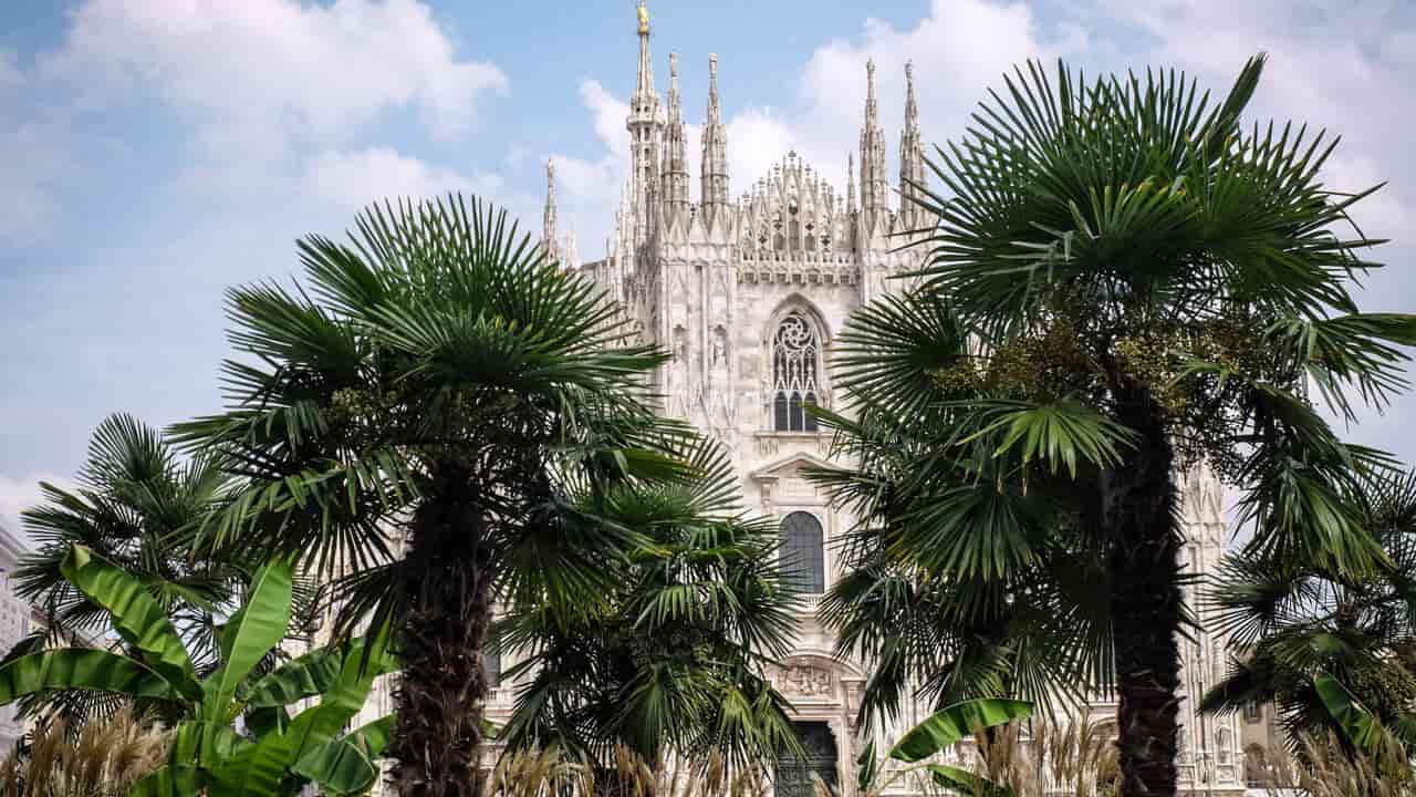 Palme e banani di Piazza Duomo