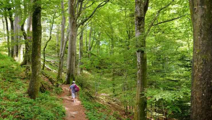 Passeggiare nei boschi