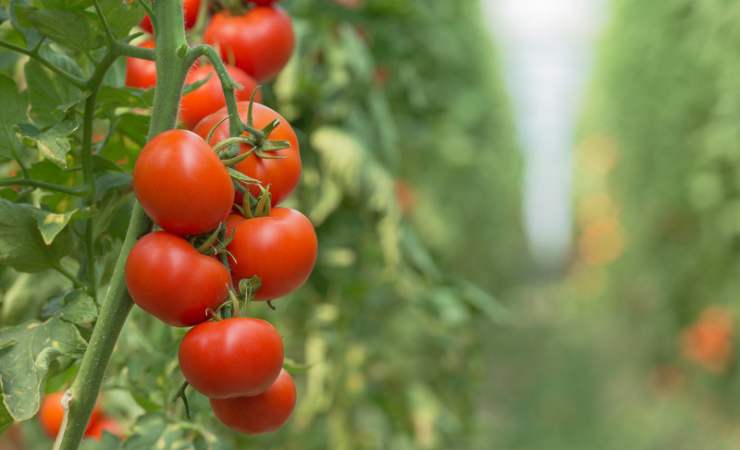 plant de tomate