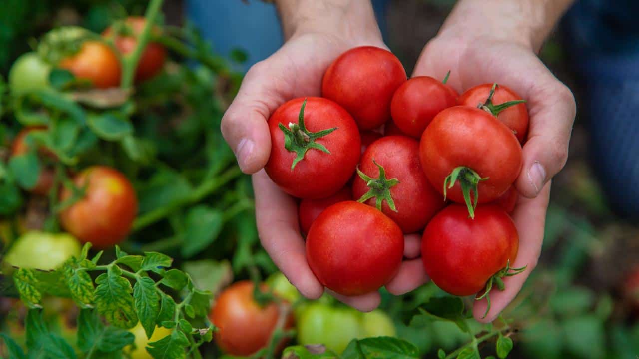 Exuberante planta de tomate