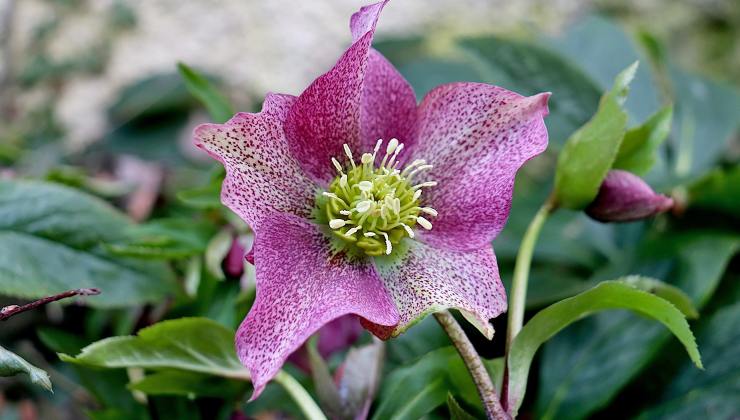 Piante per giardini all'ombra - Helleborus