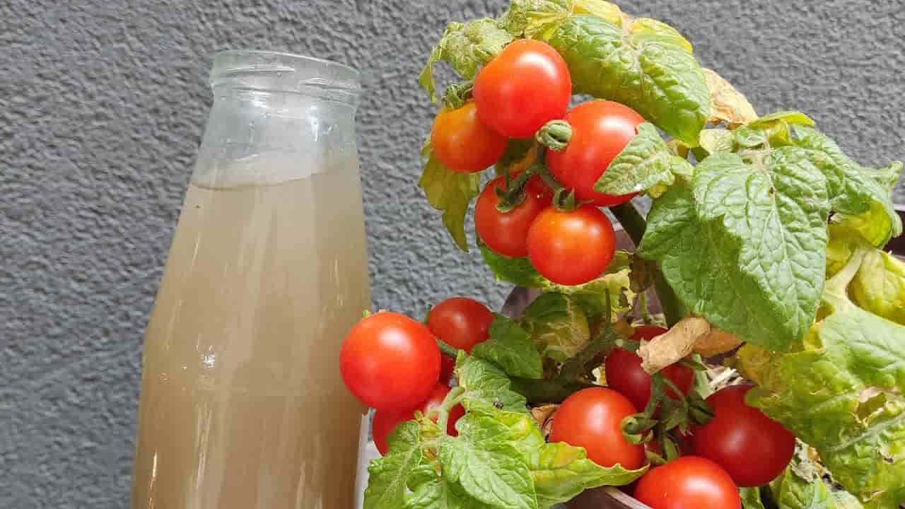 Lush cherry tomatoes