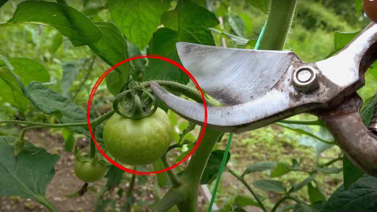 Potatura dei pomodori