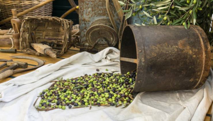 Produzione dell'olio extravergine d'oliva