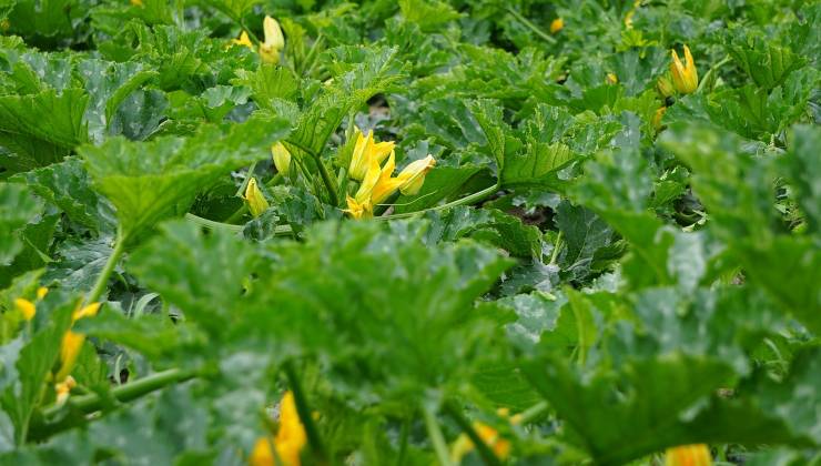 Quanti fiori lasciare sulle zucchine