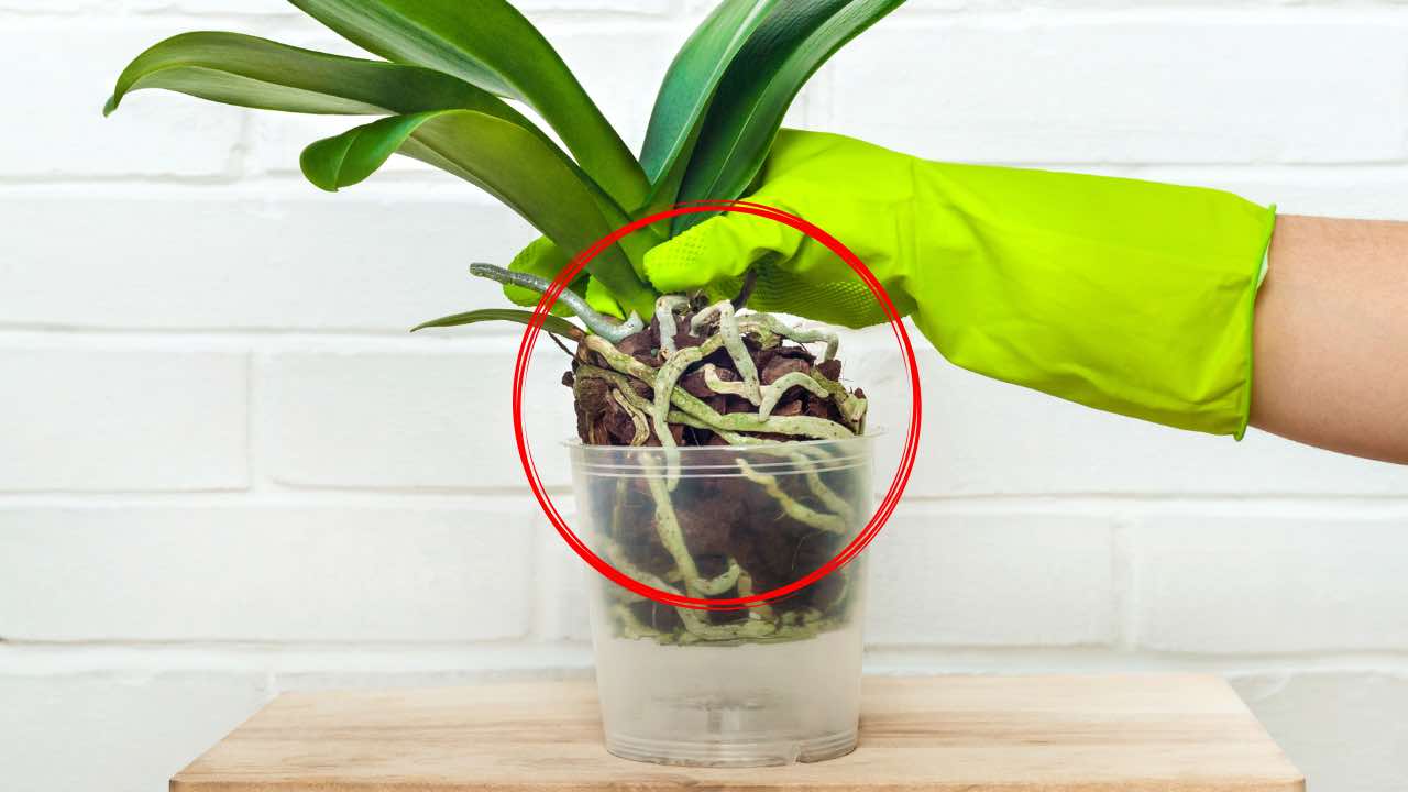 racines d'orchidées