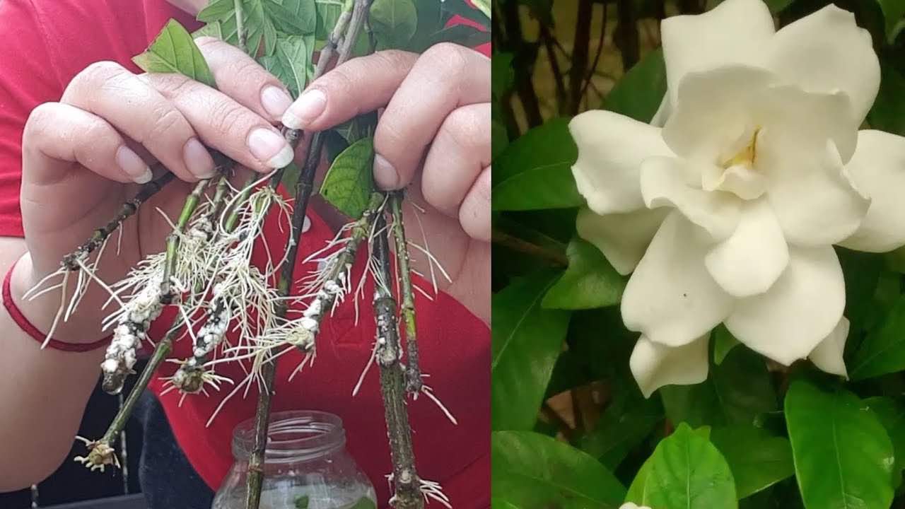 Reproducir gardenia o jazmín