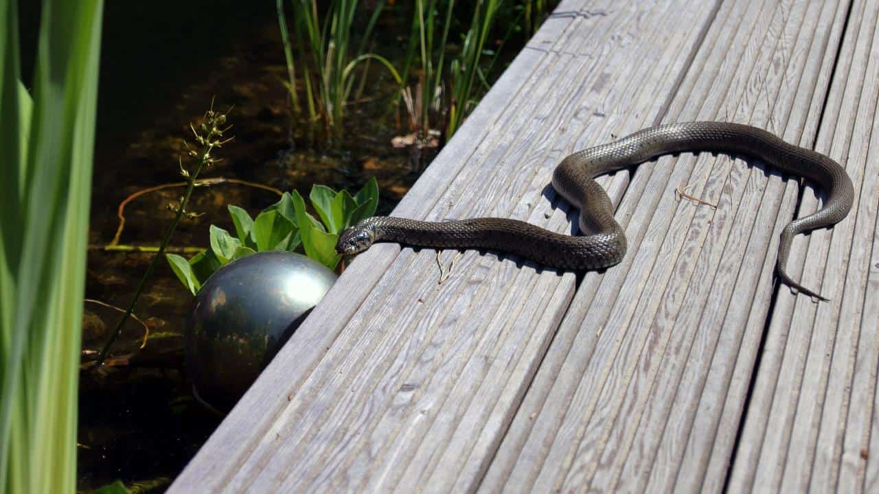 Serpenti in giardino