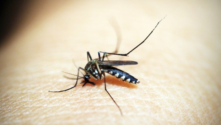 Zanzare: perché pungono proprio te