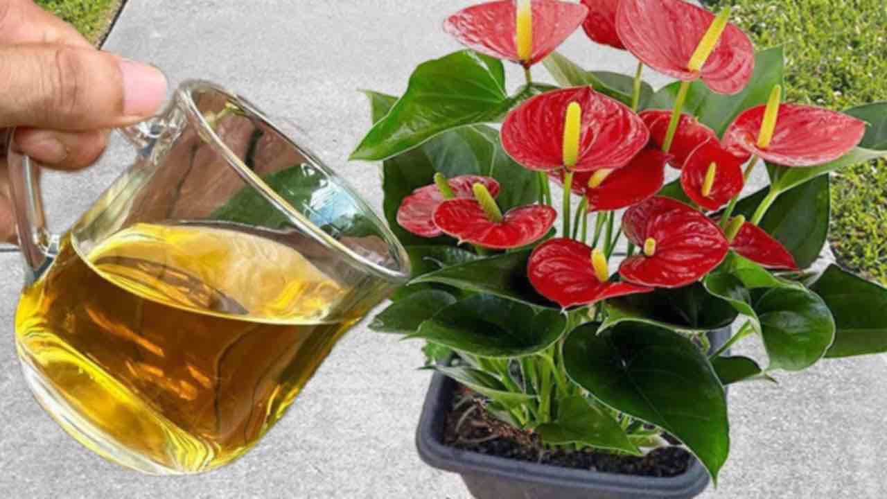 De l’eau pour les plantes