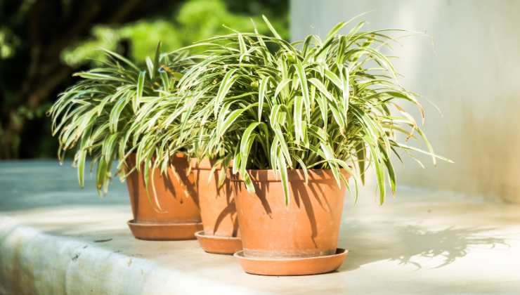 Aloni vasi piante del balcone 