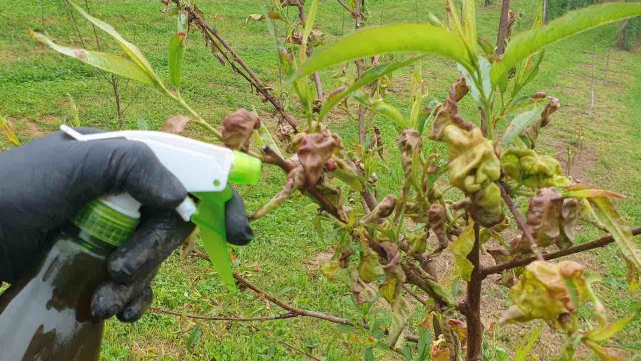 hojas de durazno rizadas