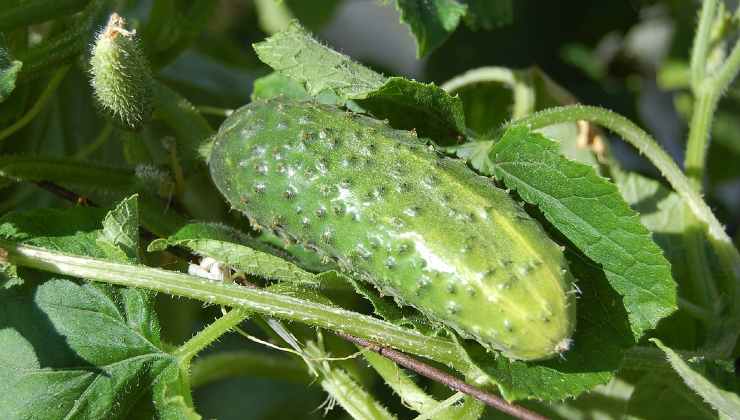 Growing cucumbers 