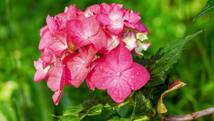 Propagation of Hydrangeas