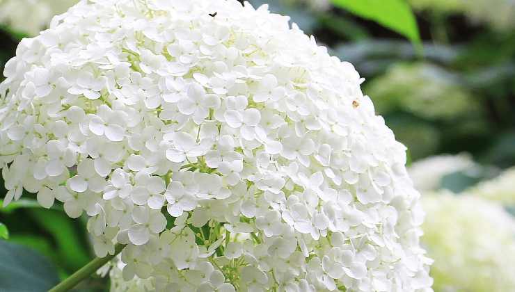 Propagation of hydrangeas from cuttings.