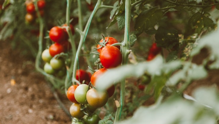 Pepinos und kräftige Tomaten