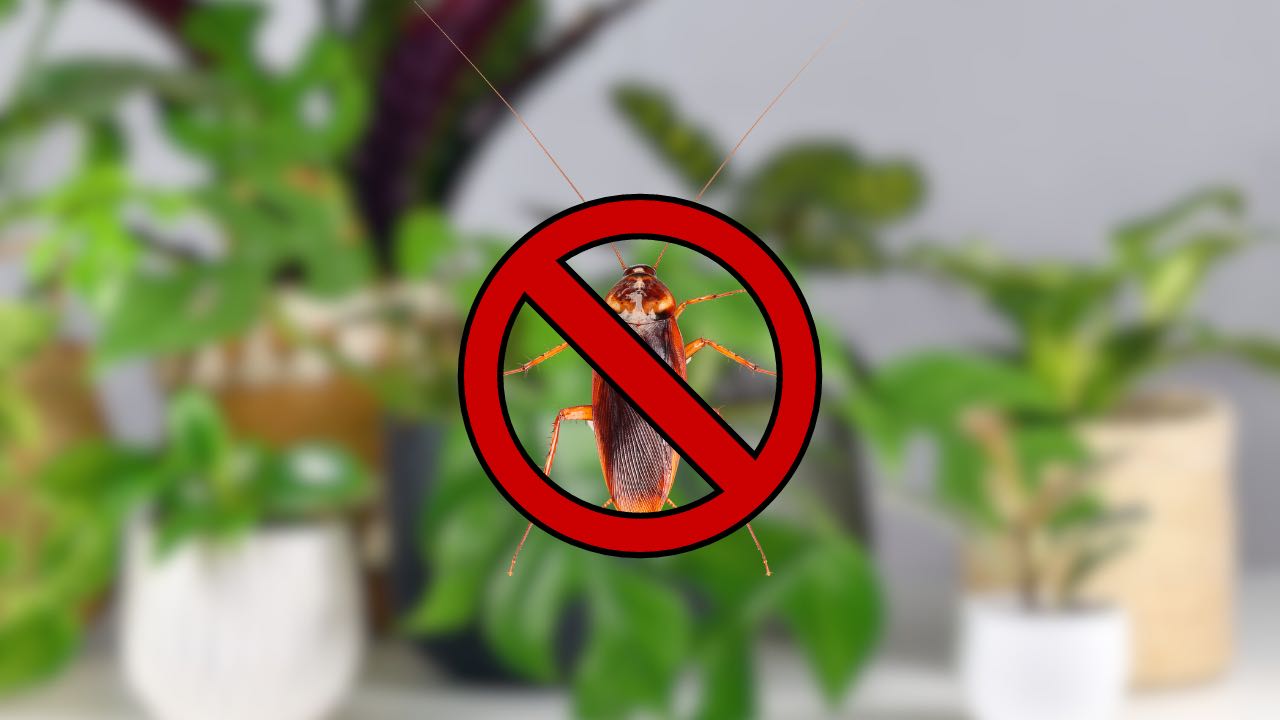 Rostliny proti švábům