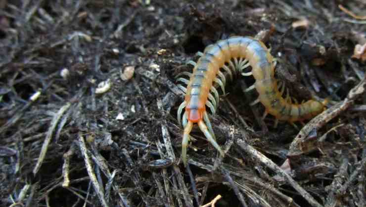 Scolopendra velenosa in casa 