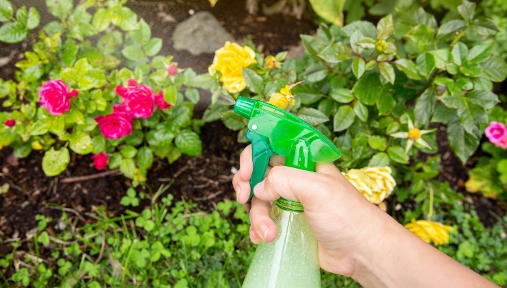 Fertilizer for plants in the balcony