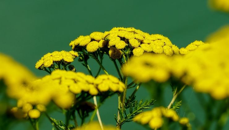 Tansy plant against cockroaches