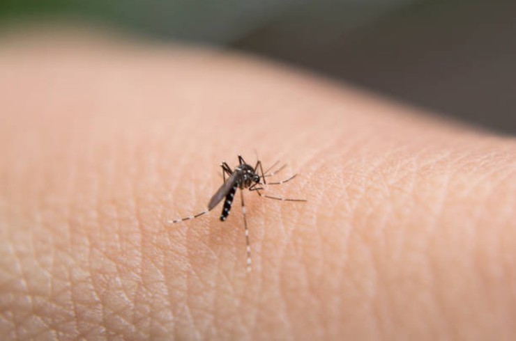 Zdarma past na komáry