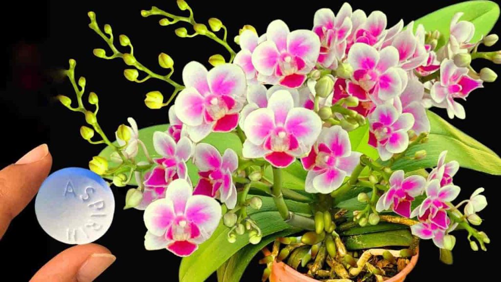 With this aspirin you will have an unprecedented explosion of flowers