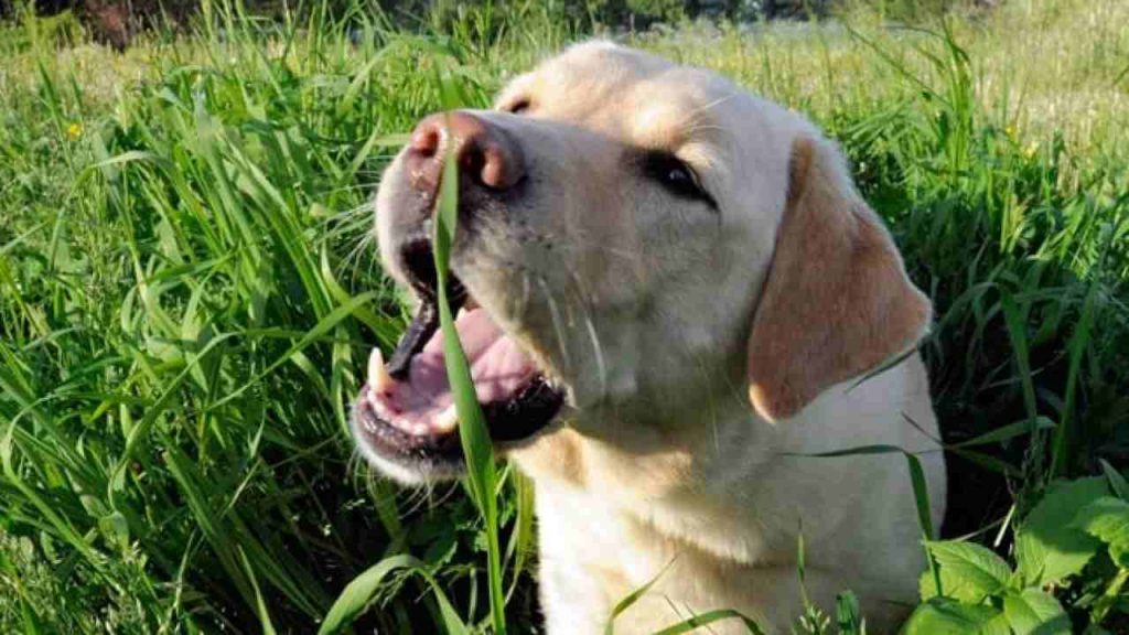 Perché i cani mangiano l’erba? Il motivo è serio ma sono in pochi ad averlo capito  --- (Fonte immagine: https://imilanesi.nanopress.it/wp-content/uploads/2023/07/Cane-che-mangia-l-erba-1024x576.jpg)