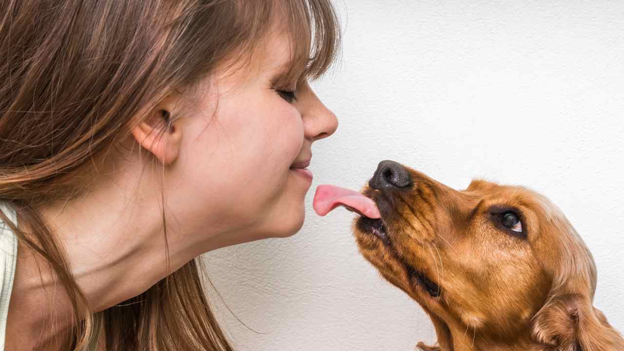 Cane lecca la padrona