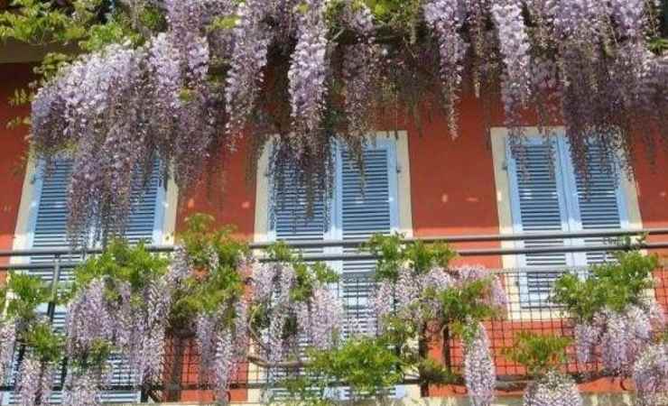 Fiori da evitare sul balcone