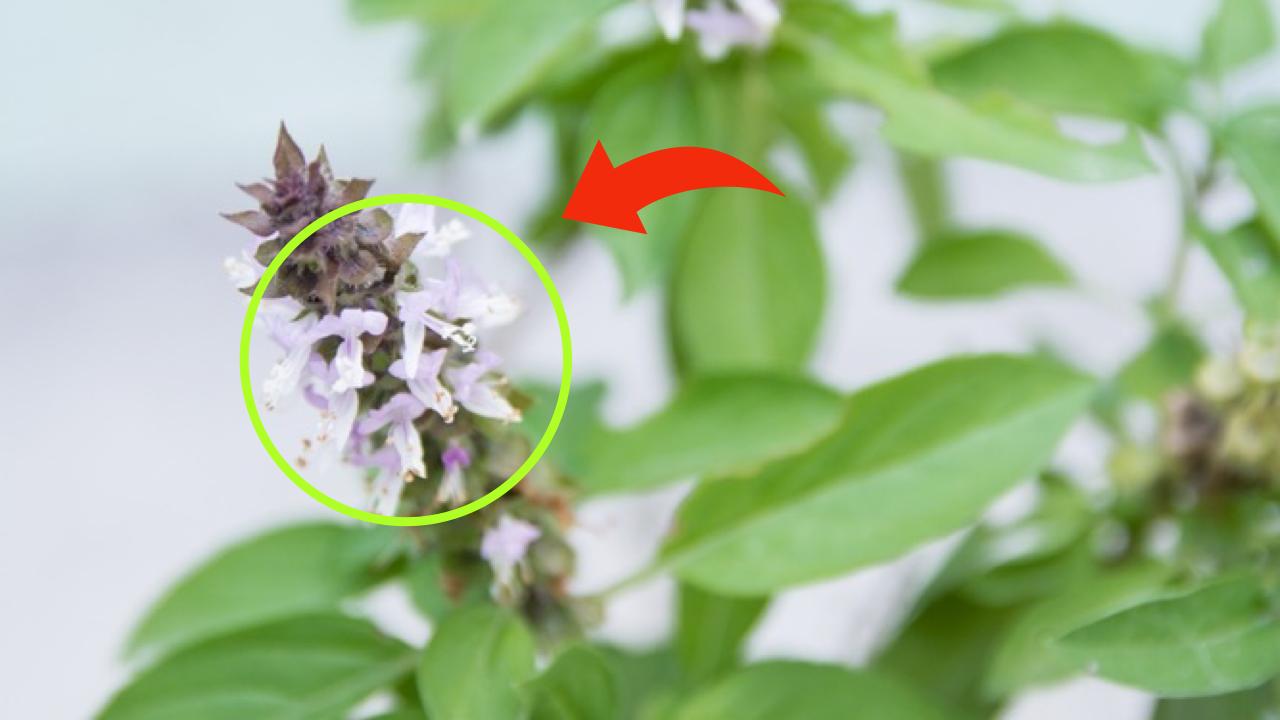 basil flowers