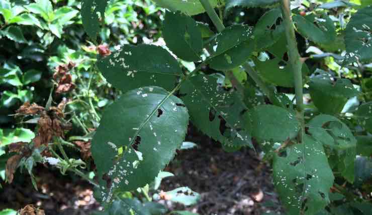 Holey rose leaves