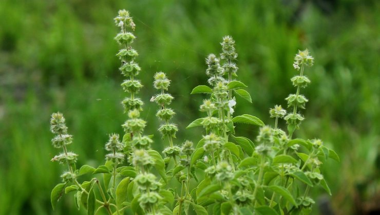 Espiguillas de albahaca