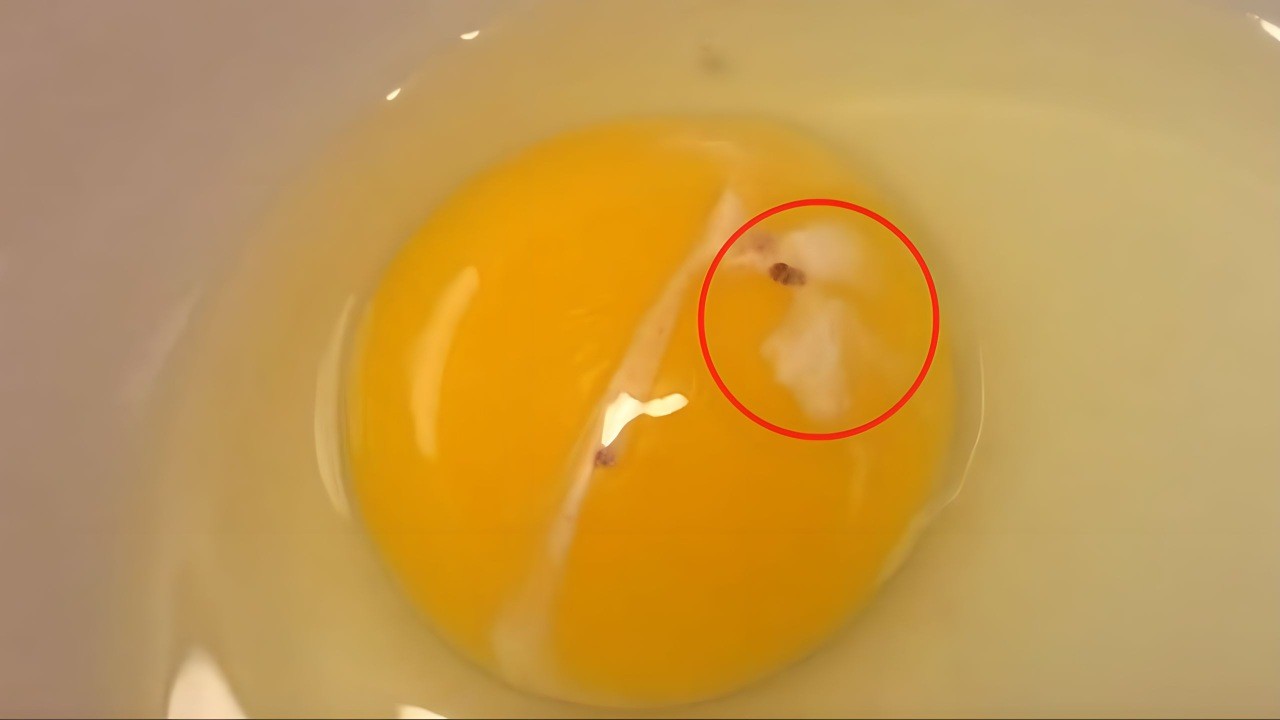 Tache blanche sur l'œuf