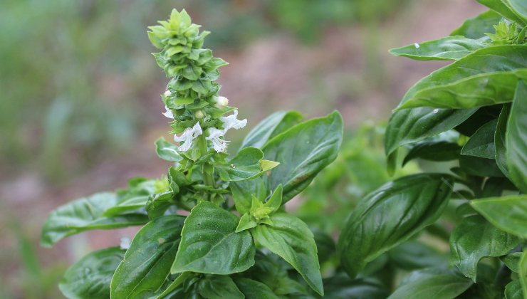 Pianta di basilico in fiore