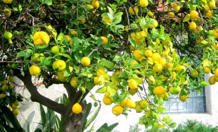 Planta de limón
