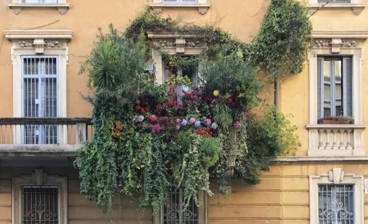 Piante rampicanti sul balcone