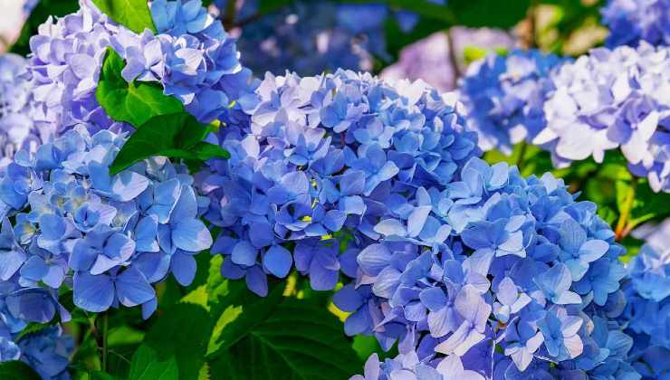 Più colore ai tuoi fiori con i fondi del caffè