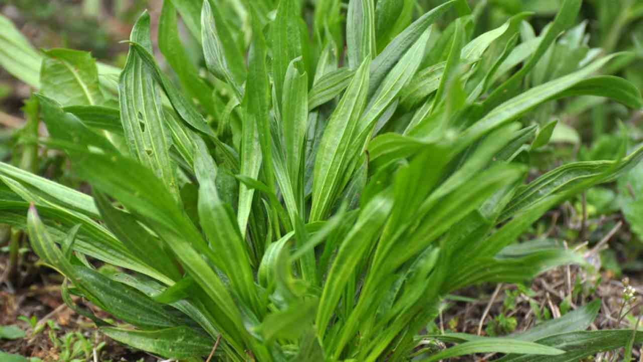 Plantago lanceolata