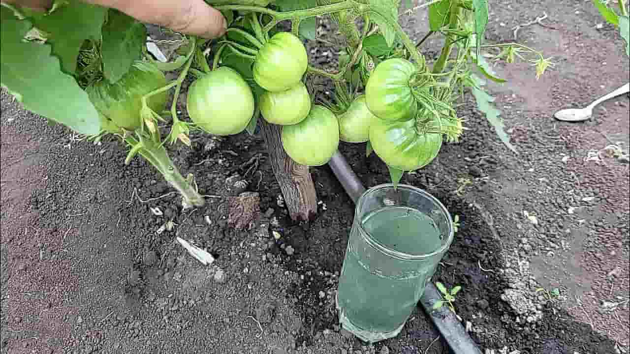 De grosses tomates juteuses