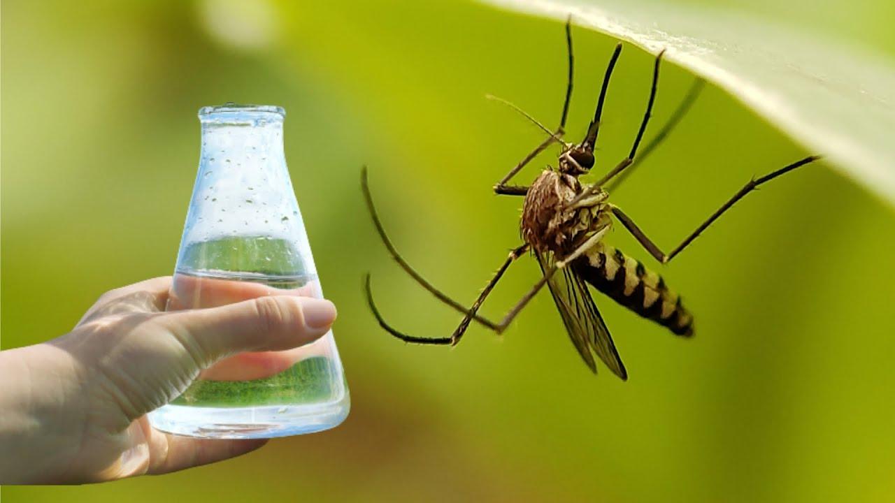 Anti-moustique naturel